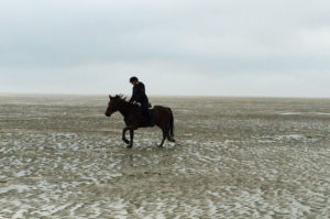 horse in the bay somme